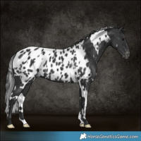 Horse Color:White Spotted Black Appaloosa 
