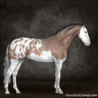 Horse Color:Bay Roan Splash Appaloosa 