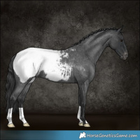 Horse Color:Blue Roan Appaloosa
