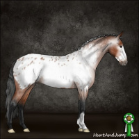 Horse Color:Gray Bay Roan Frame Appaloosa Rabicano 