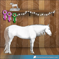 Horse Color:Bay Roan Splash Appaloosa