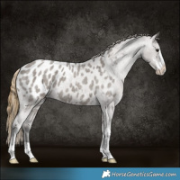 Horse Color:Smoky Grullo Roan Sabino Appaloosa 