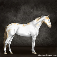 Horse Color:White Spotted Buckskin Frame Appaloosa 