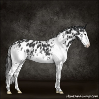 Horse Color:White Spotted Black Appaloosa Rabicano 