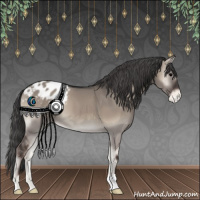 Horse Color:Grullo Onyx Appaloosa 