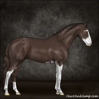 Horse Color:Liver Chestnut Sabino