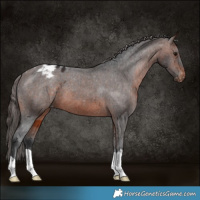 Horse Color:Brown Appaloosa