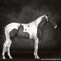Horse Color:Smoky Black Tobiano Rabicano 