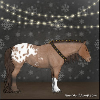 Horse Color:Bay Roan Appaloosa 