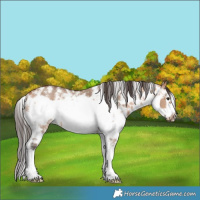 Horse Color:Bay Dun Sabino Frame Rabicano 