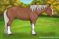 Horse Color:Silver Bay Roan 