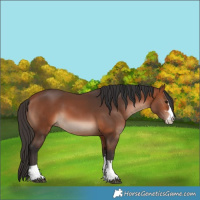 Horse Color:Bay 
