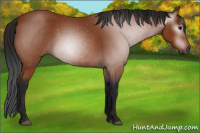 Horse Color:Gray Bay 