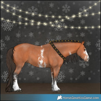 Horse Color:Bay Sabino 