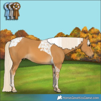 Horse Color:Palomino Tobiano 