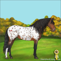 Horse Color:Bay Appaloosa 