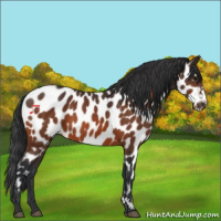 Horse Color:Bay Appaloosa 