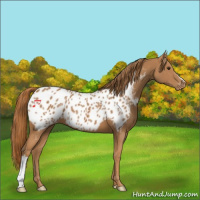 Horse Color:Chestnut Appaloosa 