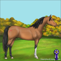 Horse Color:Bay 