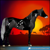 Horse Color:Smoky Black Splash Tobiano