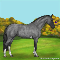 Horse Color:Blue Roan Tobiano