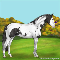 Horse Color:White Spotted Smoky Black Splash Tobiano 