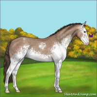 Horse Color:White Spotted Classic Champagne Varnish 