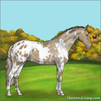 Horse Color:White Spotted Classic Cream Champagne Appaloosa 