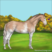 Horse Color:White Spotted Silver Classic Champagne 