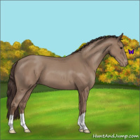 Horse Color:Classic Champagne Appaloosa 