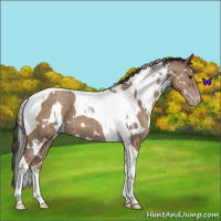 Horse Color:White Spotted Classic Champagne Tobiano