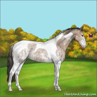 Horse Color:White Spotted Classic Champagne Tobiano 