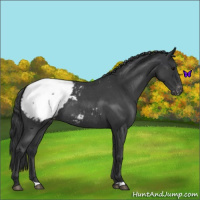 Horse Color:Blue Roan Snowcap 