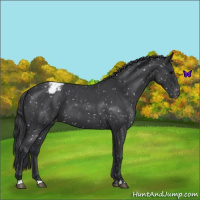 Horse Color:Blue Roan Snowflake Varnish
