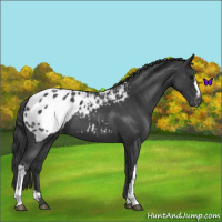 Horse Color:Blue Roan Appaloosa 