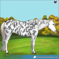 Horse Color:Blue Roan Splash Near Leopard 