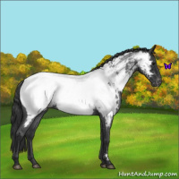 Horse Color:Blue Roan Near Fewspot 