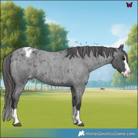 Horse Color:Blue Roan Splash Varnish 