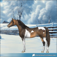 Horse Color:Buckskin Tobiano 