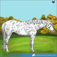 Horse Color:Blue Roan Near Leopard