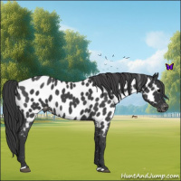 Horse Color:Blue Roan Near Leopard 
