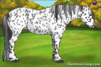 Horse Color:Blue Roan Leopard 
