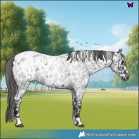 Horse Color:Blue Roan Appaloosa 