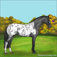Horse Color:Blue Roan Near Leopard
