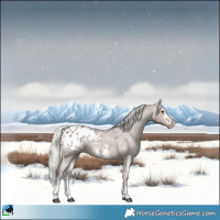 Horse Color:Silver Black Sabino Appaloosa Rabicano 