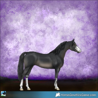 Horse Color:Black 