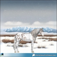 Horse Color:Silver Black Sabino Splash Tobiano Near Leopard Rabicano 