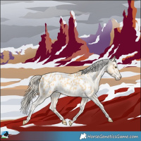 Horse Color:Palomino Roan Appaloosa 