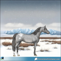 Horse Color:Blue Roan Varnish 