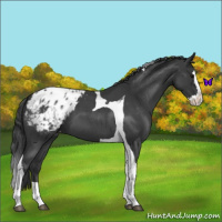 Horse Color:Blue Roan Splash Tobiano Appaloosa 